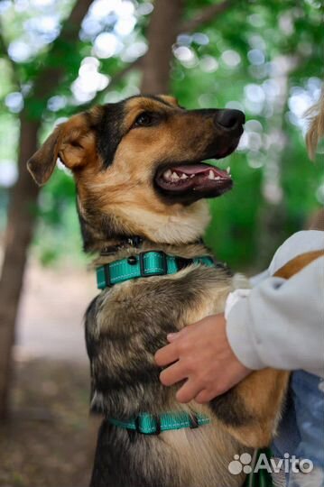 Собака малышка Флора ищет семью из приюта