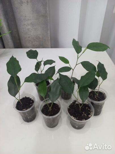 Фикусы Бенджамина