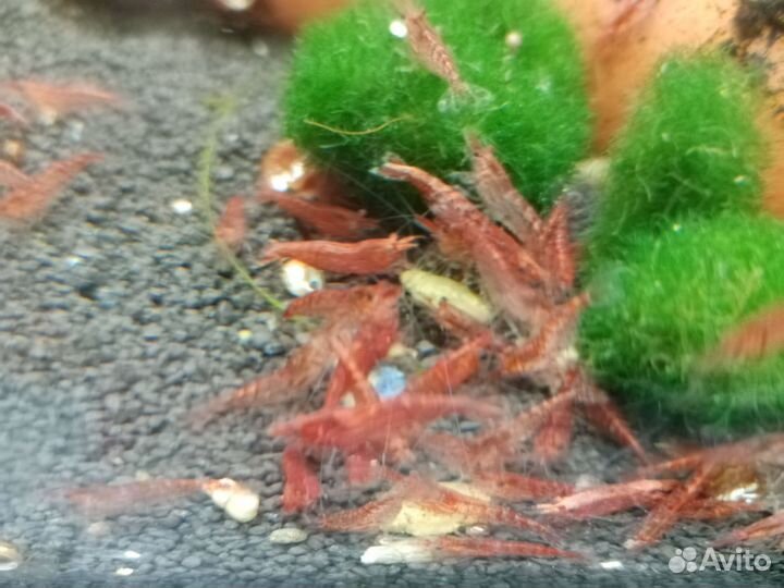 Креветки вишни