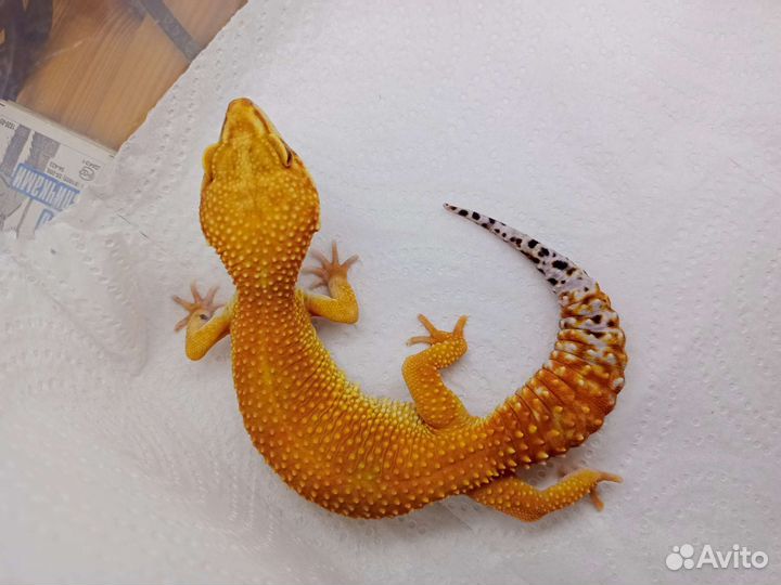 Эублефар малыши и взрослые самки