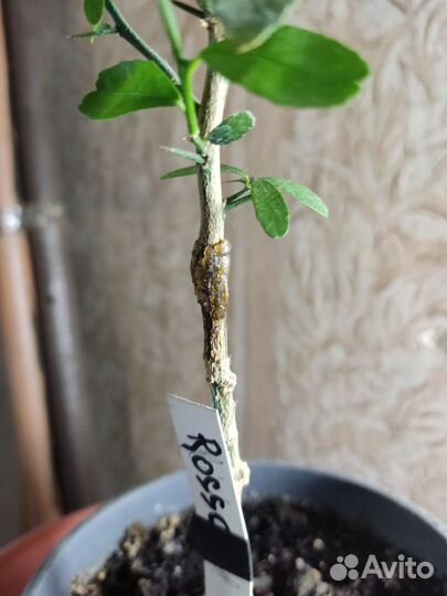 Микроцитрусы Rosso, Эремооанж, Virgata, R. Pearl