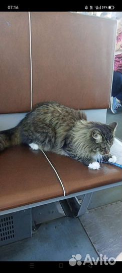 Кот в добрые руки