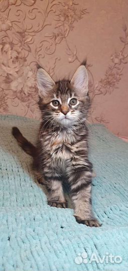 Котята мэйн кун
