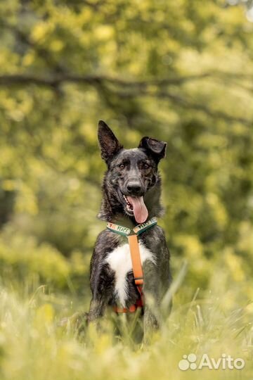 Собака в дар