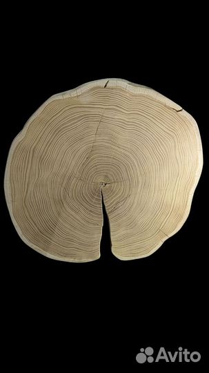 Спил шелковицы