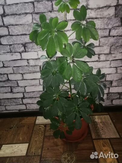 Комнатные цветы шефлера