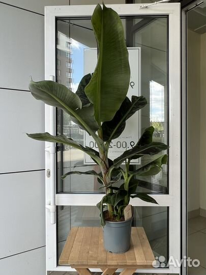 Банан Dwarf Cavendish