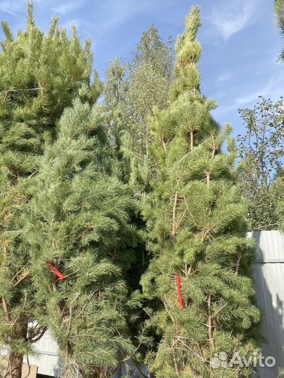 Сосна обыкновенная 470 см