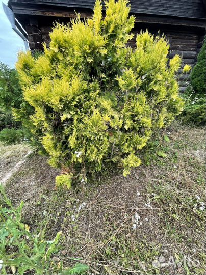 Туя голден глоб