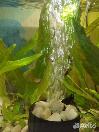 Рыбки растения для аквариума