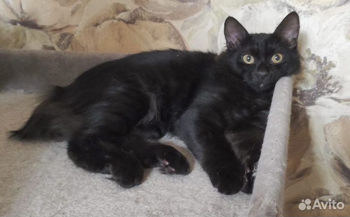 Продажа котят курильский бобтейл