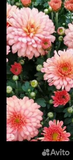 Хризантема мультифлора