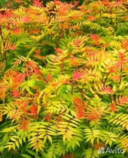 Рябинник рябинолистный)