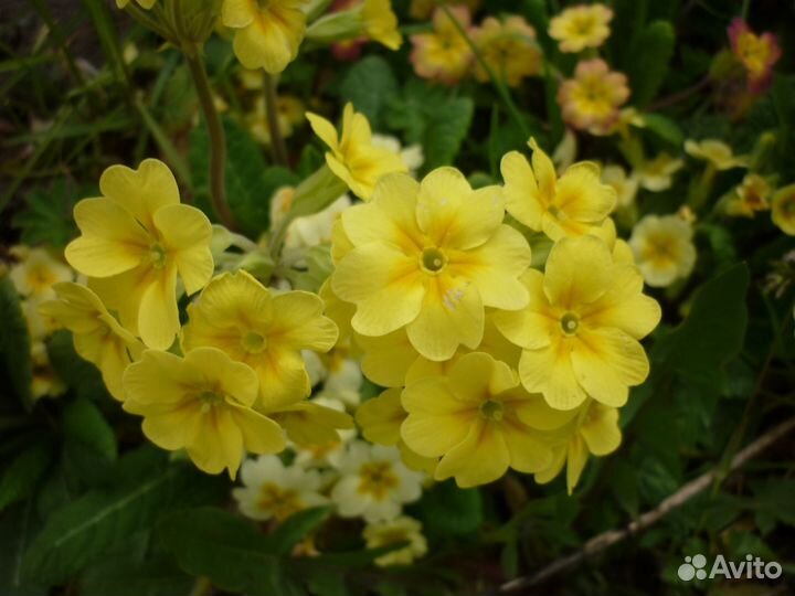 Цветы-многолетники