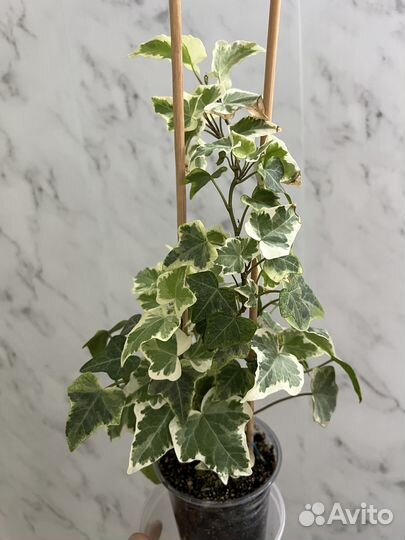 Плющ хедера вариегатный