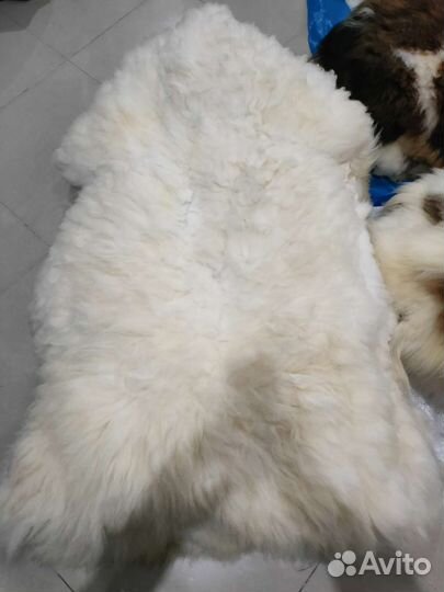 Овечья шкура 1,2-1,3 метра