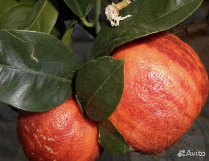 Лимон аркобалено