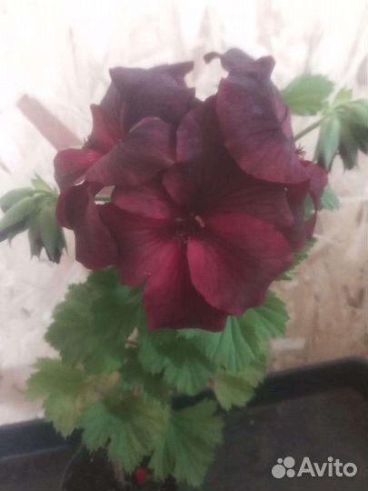 Пеларгония герань