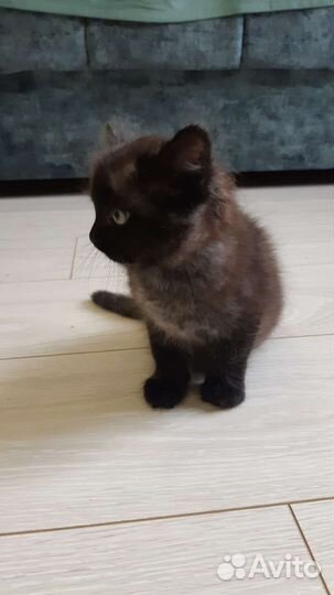 Кошки в добрые руки бесплатно