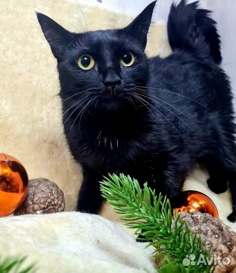 Мандрагора