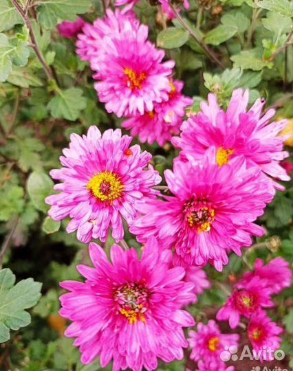 Хризантемы, лилейник, традесканция, гортензия