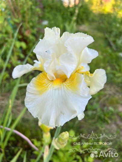 Ирис By Moonlight