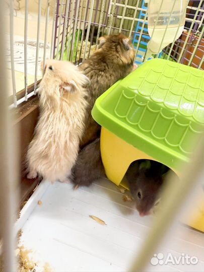 Серийские хомяки