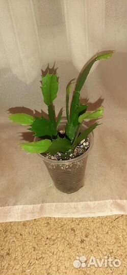 Рождественник (декабрист) белый