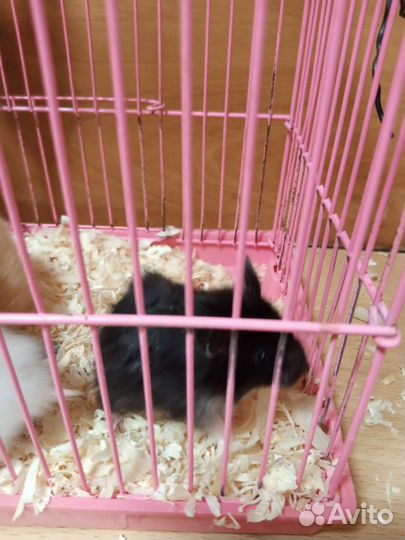 Сирийский хомяк