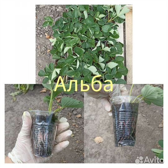 Рассада клубники усы