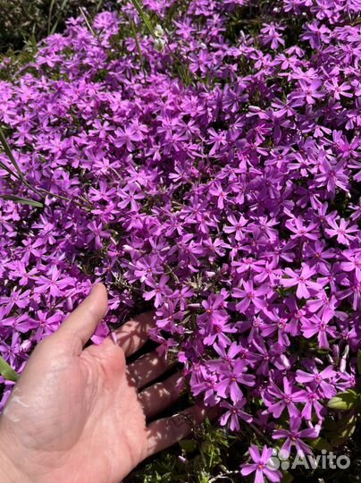 Флокс шиловидный