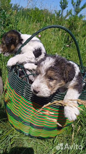 Фокстерьер