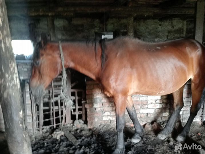 Продам Кобылу