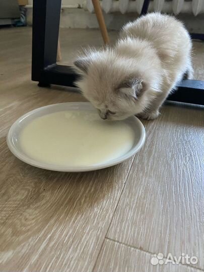 Невская маскарадная