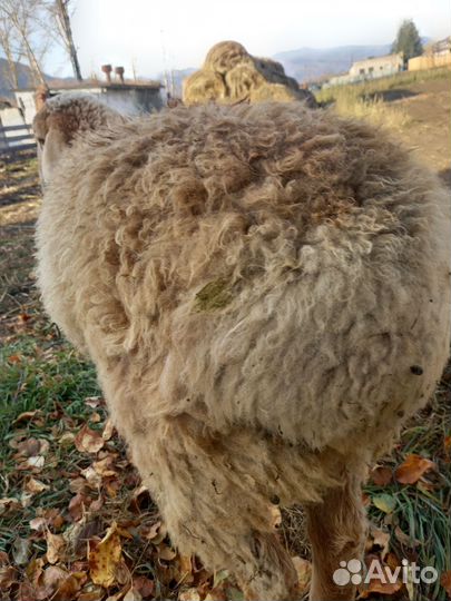 Курдючные бараны овцы