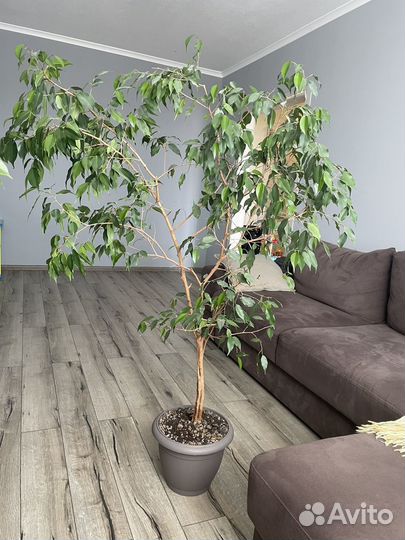 Фикус бенджамина большой