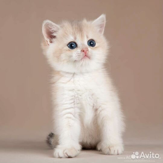 Мальчик голубое золото ay11 Dior