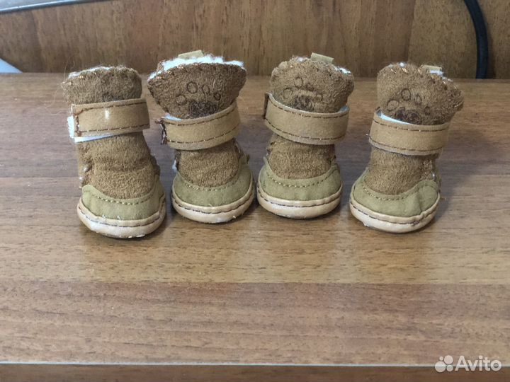 Обувь и шлейка для домашних животных