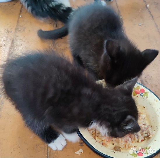 Котята в добрые руки приучены к лотку, едят всё