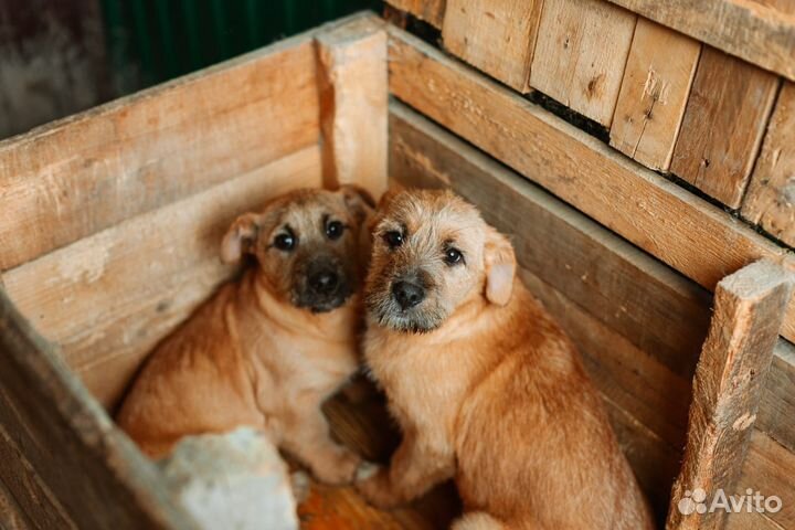 Бородульки - Геранька и Донбасс