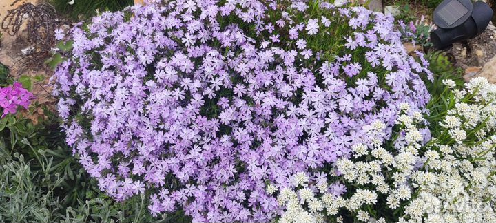 Почвопокровные растения