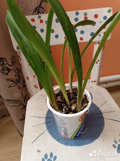 Гипиаструм (детки)