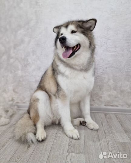 Груминг собак и кошек