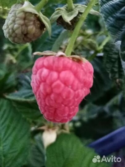 Саженцы малины маравилла