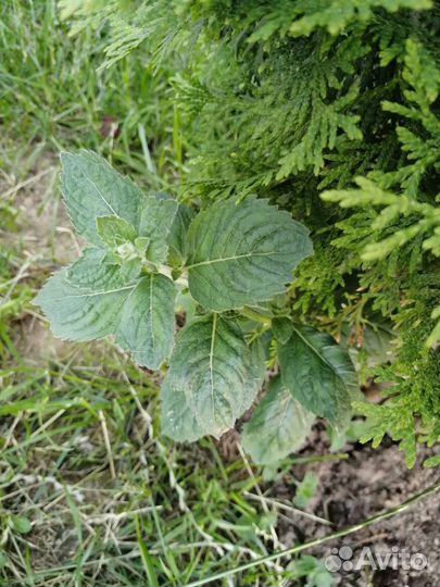 Мята мелисса