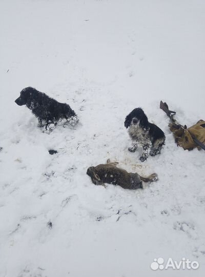Щенки русского охотничьего спаниеля