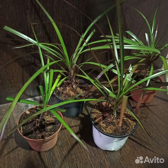 Комнатные растения