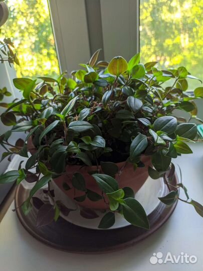 Коллизия зеленая