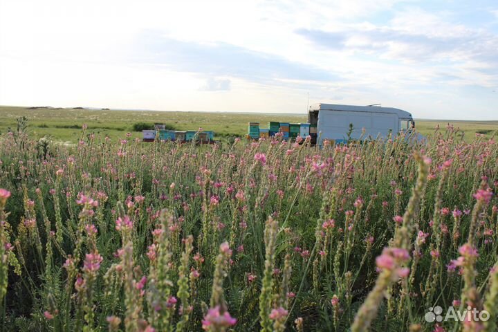 Мёд оптом - своя пасека, гречишный - 7кг