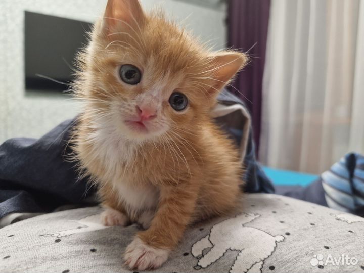 Рыжик в добрые руки